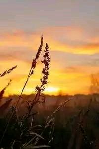 张玉宁破门帮助武里南，高歌凯旋晋级战